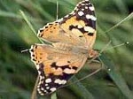 Distelfalter